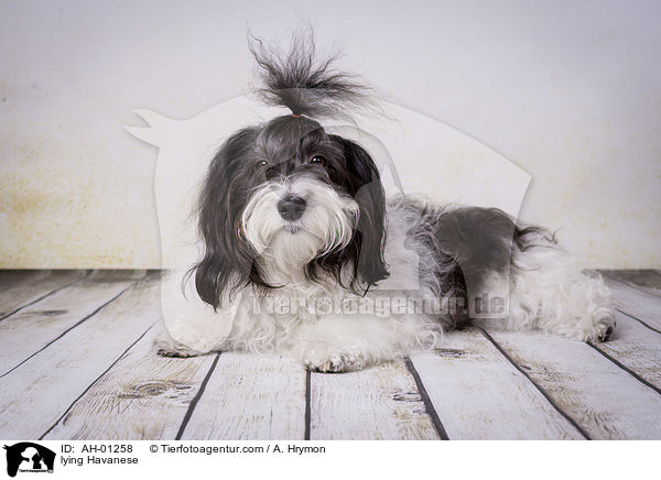 liegender Havaneser / lying Havanese / AH-01258