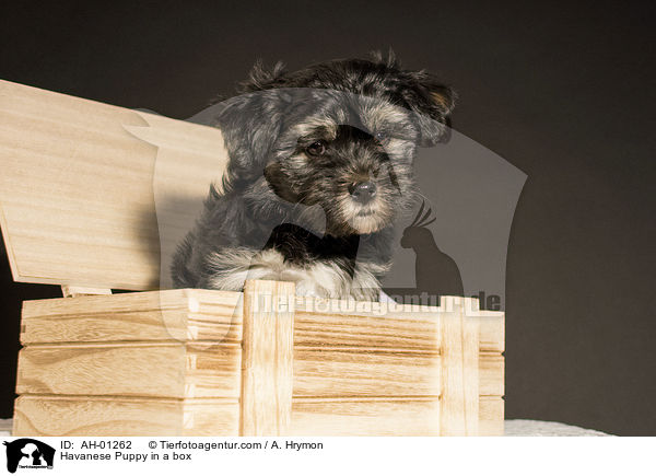 Havaneser Welpe in der Kiste / Havanese Puppy in a box / AH-01262