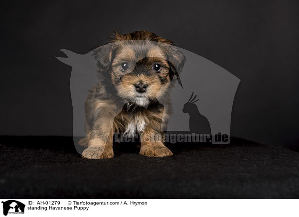 stehender Havaneser Welpe / standing Havanese Puppy / AH-01279