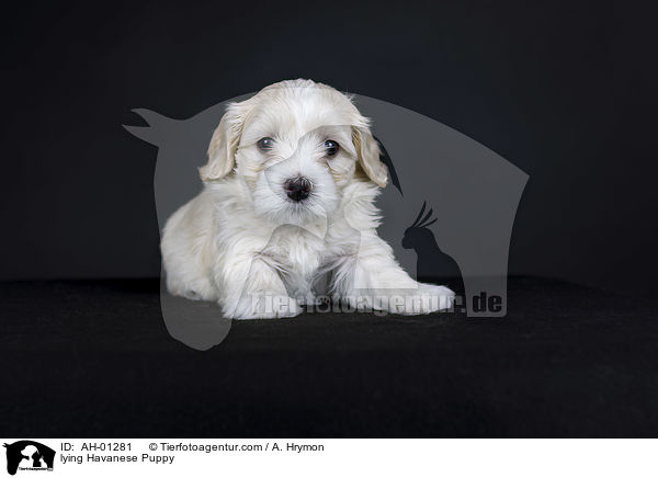 liegender Havaneser Welpe / lying Havanese Puppy / AH-01281