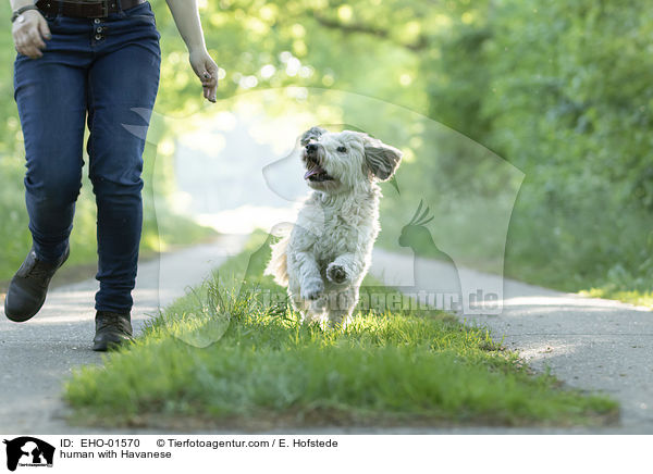 Mensch mit Havaneser / human with Havanese / EHO-01570