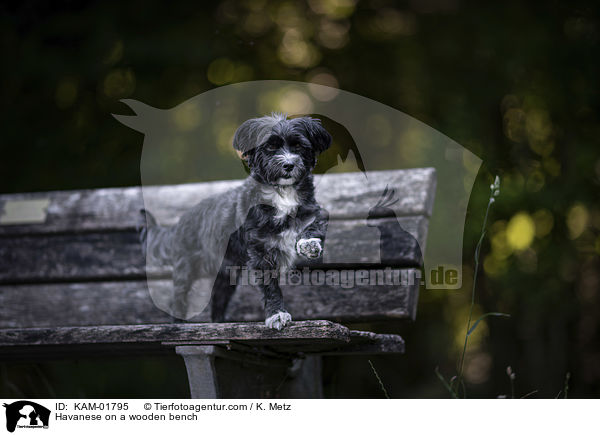 Havaneser auf einer Holzbank / Havanese on a wooden bench / KAM-01795