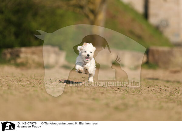 Havaneser Welpe / Havanese Puppy / KB-07979