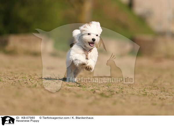 Havaneser Welpe / Havanese Puppy / KB-07980