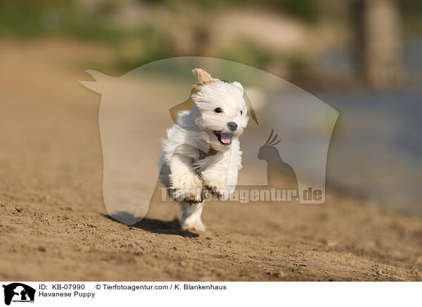 Havaneser Welpe / Havanese Puppy / KB-07990