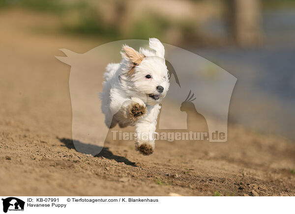 Havaneser Welpe / Havanese Puppy / KB-07991