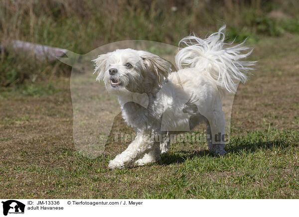 ausgewachsener Havaneser / adult Havanese / JM-13336