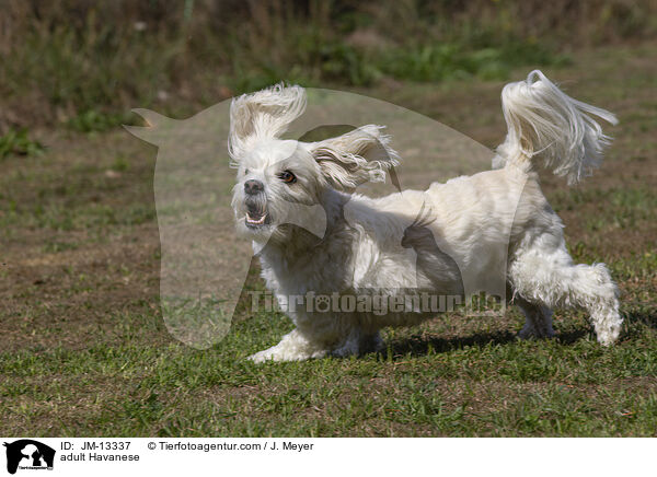 ausgewachsener Havaneser / adult Havanese / JM-13337