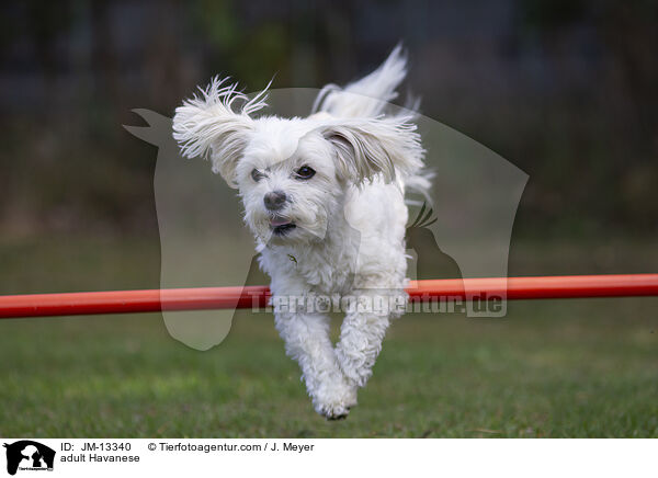 ausgewachsener Havaneser / adult Havanese / JM-13340