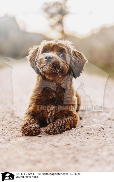 junger Havaneser / young Havanese / LR-01261