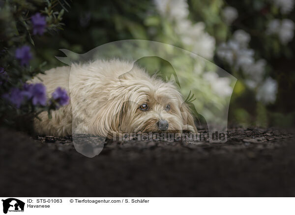 Havaneser / Havanese / STS-01063