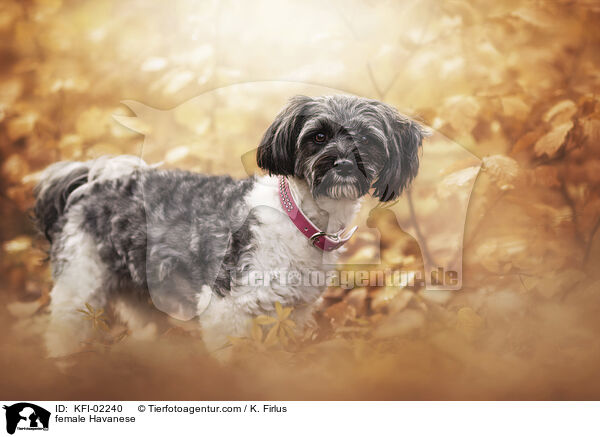 Havaneser Hndin / female Havanese / KFI-02240