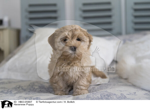 Havaneser Welpe / Havanese Puppy / HBO-05887