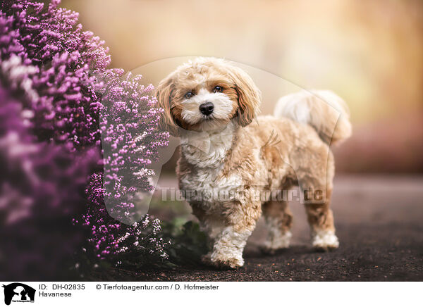 Havaneser / Havanese / DH-02835