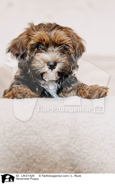 Havaneser Welpe / Havanese Puppy / LR-01426