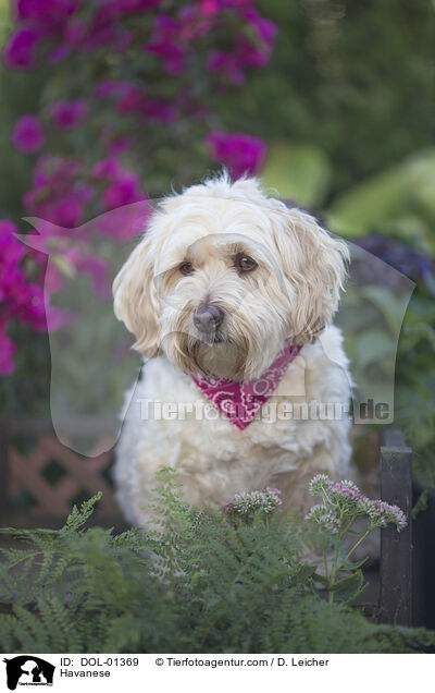 Havaneser / Havanese / DOL-01369