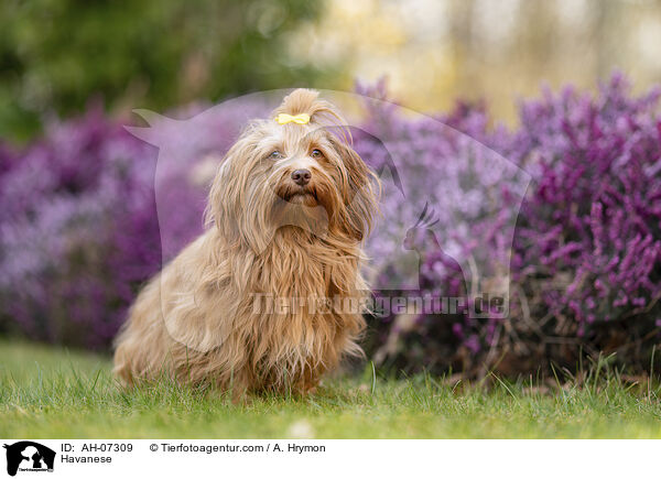 Havaneser / Havanese / AH-07309