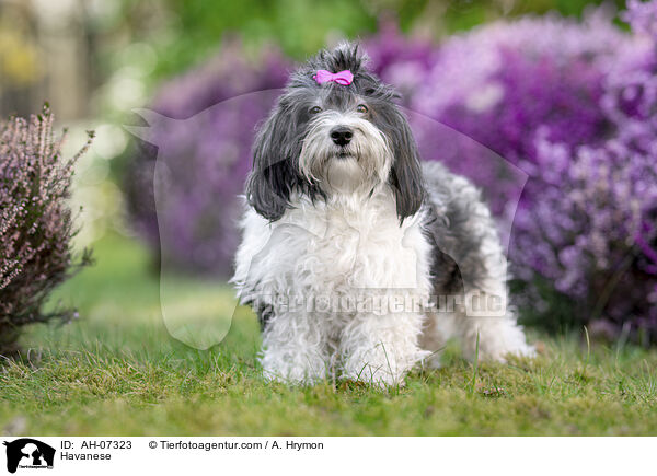 Havaneser / Havanese / AH-07323