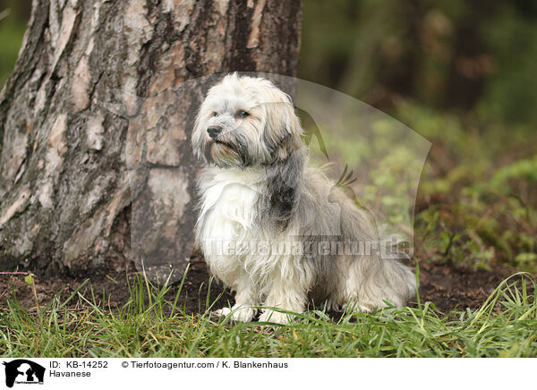 Havaneser / Havanese / KB-14252