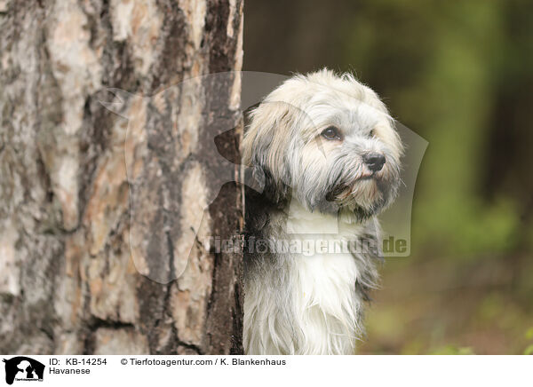 Havaneser / Havanese / KB-14254