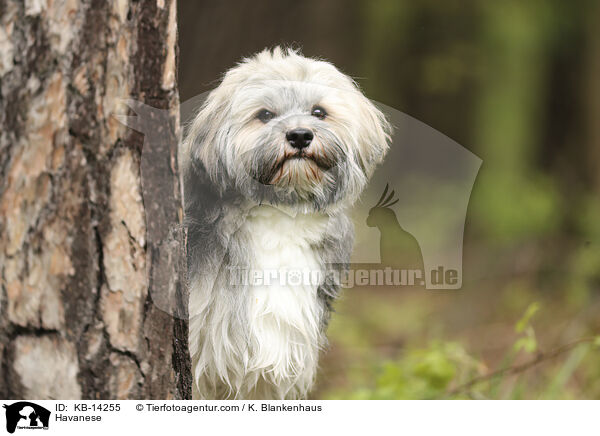 Havaneser / Havanese / KB-14255