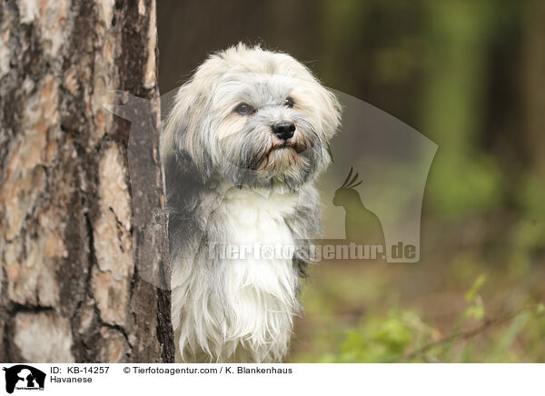 Havaneser / Havanese / KB-14257