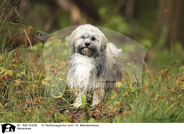 Havaneser / Havanese / KB-14258