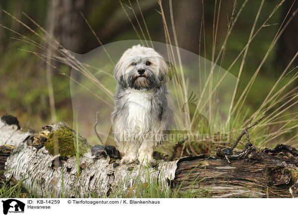 Havaneser / Havanese / KB-14259