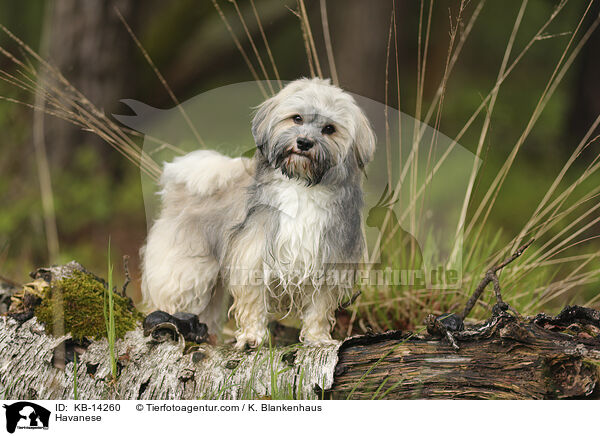 Havaneser / Havanese / KB-14260