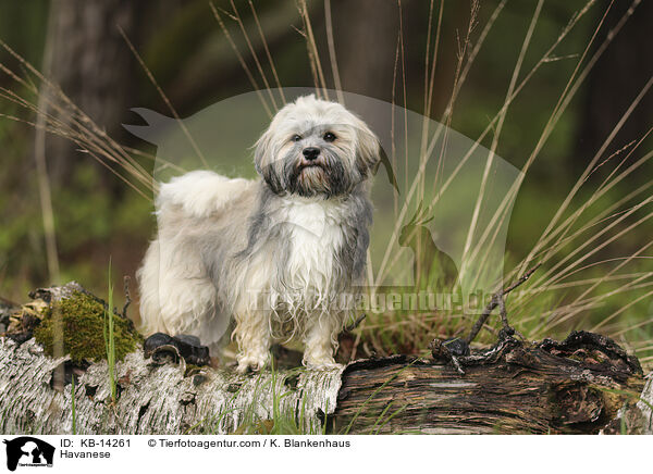 Havaneser / Havanese / KB-14261