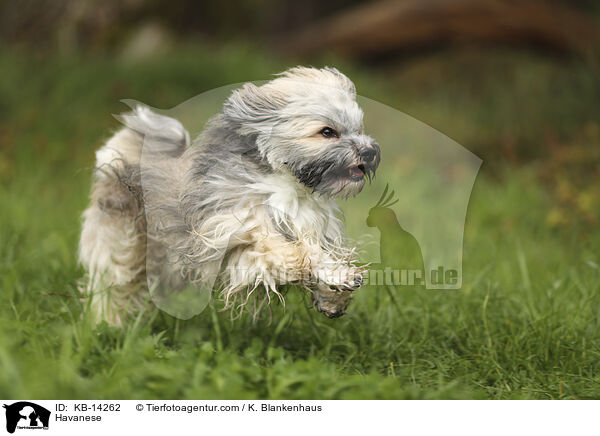 Havaneser / Havanese / KB-14262