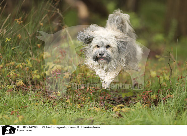 Havaneser / Havanese / KB-14266