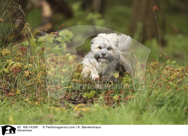 Havaneser / Havanese / KB-14268