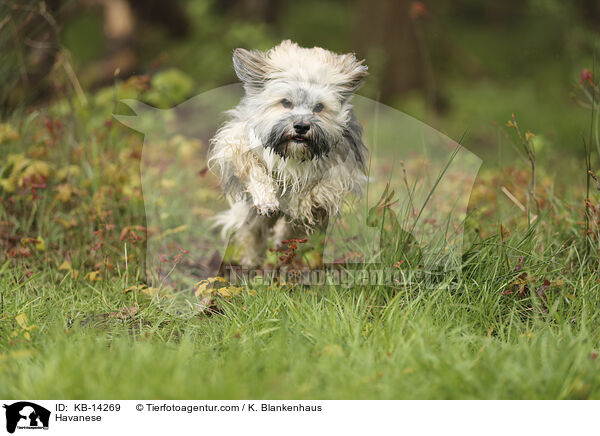 Havaneser / Havanese / KB-14269