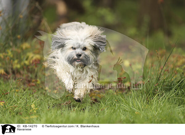 Havaneser / Havanese / KB-14270