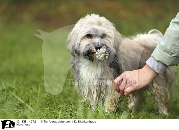 Havaneser / Havanese / KB-14272