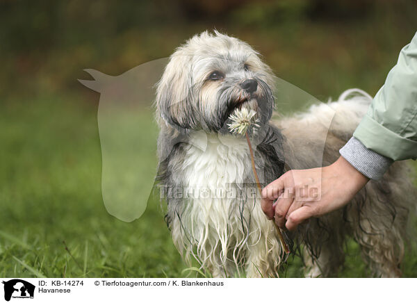 Havaneser / Havanese / KB-14274