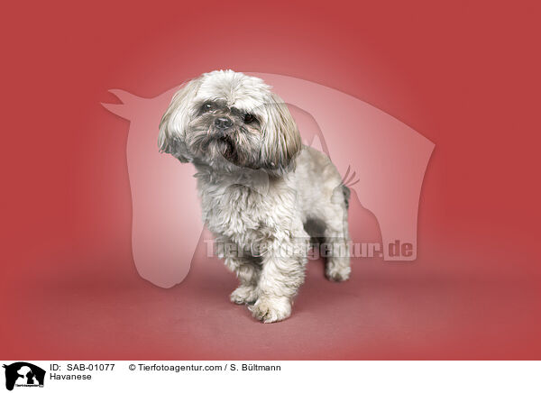 Havaneser / Havanese / SAB-01077