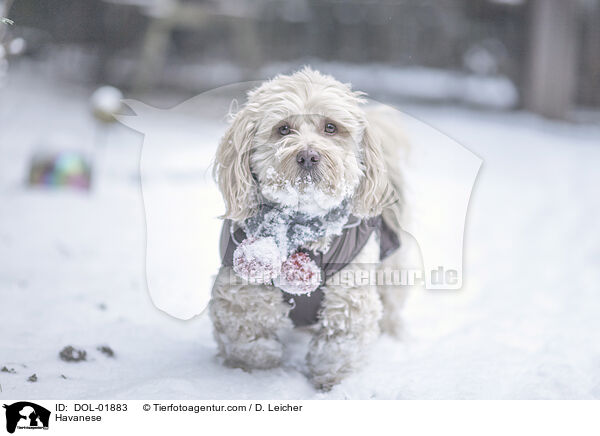 Havaneser / Havanese / DOL-01883