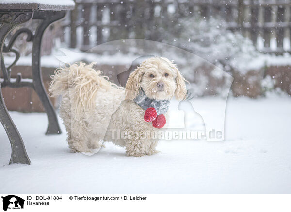 Havaneser / Havanese / DOL-01884