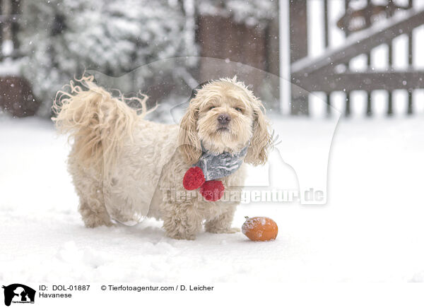 Havaneser / Havanese / DOL-01887