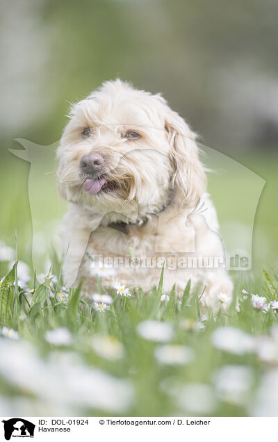 Havaneser / Havanese / DOL-01924