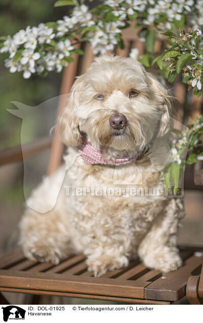 Havaneser / Havanese / DOL-01925