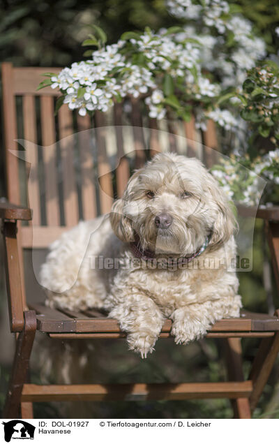 Havaneser / Havanese / DOL-01927