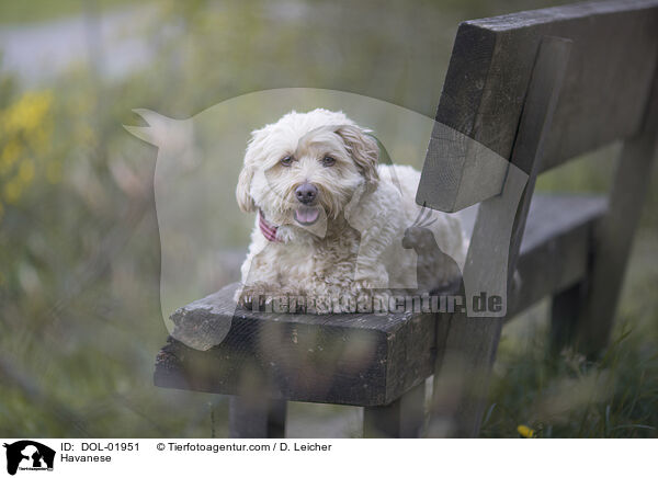 Havaneser / Havanese / DOL-01951