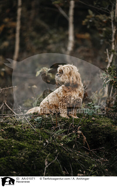 Havaneser / Havanese / AA-01071