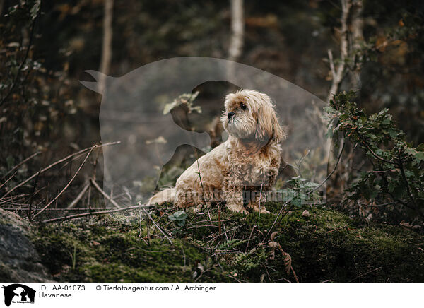 Havaneser / Havanese / AA-01073