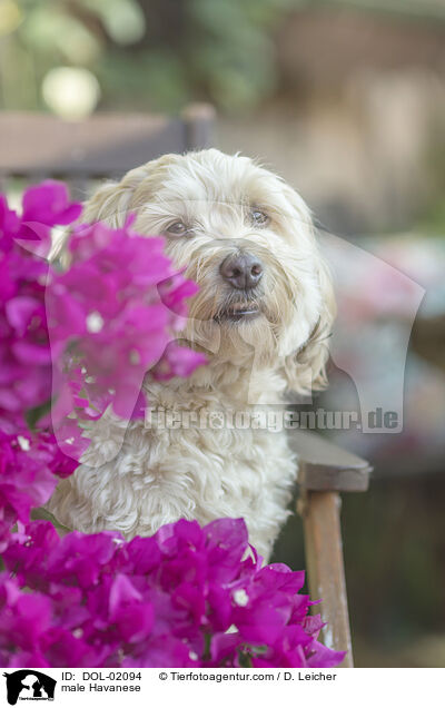 Havaneser Rde / male Havanese / DOL-02094