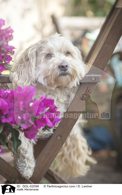 Havaneser Rde / male Havanese / DOL-02096