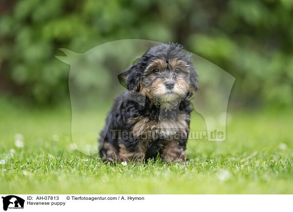 Havaneser Welpe / Havanese puppy / AH-07813